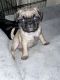 Pug Puppies for sale in Turlock, CA, USA. price: NA