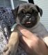 Pug Puppies for sale in Zebulon, NC 27597, USA. price: $1,500