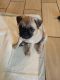 Pug Puppies for sale in Goodyear, AZ, USA. price: $400