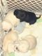Pug Puppies for sale in Purgitsville, WV 26845, USA. price: $1,800
