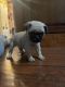 Pug Puppies for sale in Springfield, MO, USA. price: $1,495