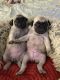 Pug Puppies for sale in Wilmington, MA, USA. price: $1,750