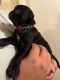 Pug Puppies for sale in Las Vegas, NV, USA. price: $550