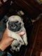 Pug Puppies for sale in Rockwall, TX, USA. price: $750