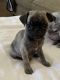 Pug Puppies for sale in Livonia, MI, USA. price: $1,300