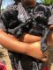 Pug Puppies for sale in Dinuba, CA, USA. price: NA