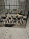 Pug Puppies for sale in 7319 W Minnezona Ave, Phoenix, AZ 85033, USA. price: $400