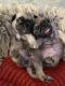 Pug Puppies for sale in Wilmington, MA, USA. price: $1,750