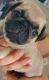 Pug Puppies for sale in San Antonio, TX, USA. price: $450