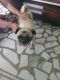 Pug Puppies for sale in Bhotna, Punjab 148100, India. price: 8000 INR