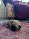 Pug Puppies for sale in Hayward, CA, USA. price: NA