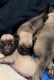 Pug Puppies for sale in Cypress, TX 77433, USA. price: $600
