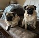 Pug Puppies for sale in California City, CA, USA. price: $800