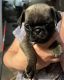 Pug Puppies for sale in Dunlap, TN 37327, USA. price: $800