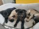 Pug Puppies for sale in Rocklin, CA 95765, USA. price: $600