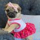 Pug Puppies for sale in Los Angeles, CA, USA. price: $850