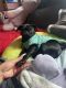 Pug Puppies for sale in Culver City, CA, USA. price: $600