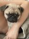 Pug Puppies for sale in Bridgeport, CT, USA. price: NA