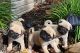 Pug Puppies for sale in Manassas, VA, USA. price: $1,500