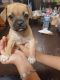 Pug Puppies for sale in 3645 N 69th Ave, Phoenix, AZ 85033, USA. price: $100
