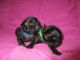 Pug Puppies for sale in Huguenot, NY 12746, USA. price: NA