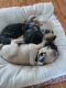 Pug Puppies for sale in Blue Mountain, MS 38610, USA. price: $60,000