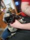 Pug Puppies for sale in Pomeroy, WA 99347, USA. price: NA