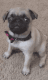 Pug Puppies for sale in Barstow Heights, CA 92311, USA. price: NA