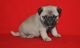 Pug Puppies for sale in New York, NY, USA. price: $300