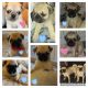 Pug Puppies for sale in Las Vegas, NV, USA. price: $800