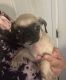 Pug Puppies for sale in Tucson, AZ 85713, USA. price: NA