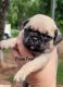 Pug Puppies for sale in Olin, NC 28660, USA. price: $900