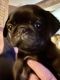 Pug Puppies for sale in Central, AL 35057, USA. price: NA