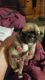 Pug Puppies for sale in Loretto, KY, USA. price: $600