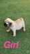 Pug Puppies for sale in Peoria, IL, USA. price: $300