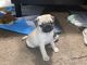 Pug Puppies for sale in Dayton, TX 77535, USA. price: $600