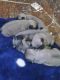 Pug Puppies for sale in Bakersfield, CA, USA. price: $250
