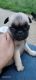 Pug Puppies for sale in Shadeland, IN 47909, USA. price: $1,400