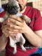 Pug Puppies for sale in Yucca Valley, CA 92284, USA. price: $800