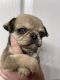 Pug Puppies for sale in Laceys Spring, AL 35754, USA. price: $500