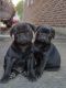 Pug Puppies for sale in Dayton, OH, USA. price: $600
