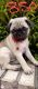 Pug Puppies for sale in South Boston, VA 24592, USA. price: $850