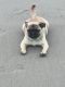 Pug Puppies for sale in Pittsburg, CA, USA. price: $500