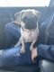 Pug Puppies for sale in Odessa, TX, USA. price: $600