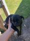 Pug Puppies for sale in 211 Northgate, San Antonio, TX 78218, USA. price: NA