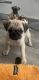 Pug Puppies for sale in 3307 W Dahlia Dr, Phoenix, AZ 85029, USA. price: $500