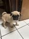 Pug Puppies for sale in Nogales, AZ 85621, USA. price: $250