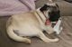 Pug Puppies for sale in Wesley Chapel, FL, USA. price: $500