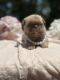 Pug Puppies for sale in Brewster, NY 10509, USA. price: $2,000