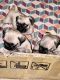 Pug Puppies for sale in Phoenix, AZ 85029, USA. price: NA